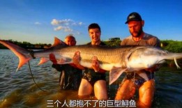 鲨鱼最新爆料视频大全,揭秘海洋深处的神秘世界