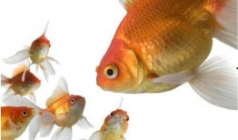 小金鱼最新爆料,揭秘娱乐圈最新动态